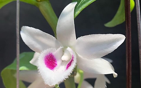 Hoạt động thiện nguyện của những người làm công tác Sinh Vật Cảnh đã trở thành một truyền thống tốt đẹp